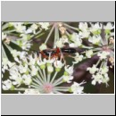 Coeloides rossicus - Brackwespe 01a 11mm - OS-Hellern Wiese det06.jpg